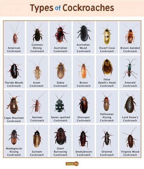 5 Types of Cockroaches Found In Delaware! (ID GUIDE) – Nature Blog Network