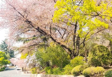 Cherry blossoms in Daegu, where to find them in spring?