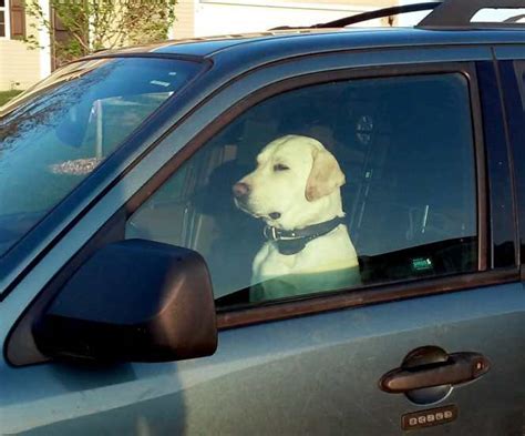 Dog driving car Memes