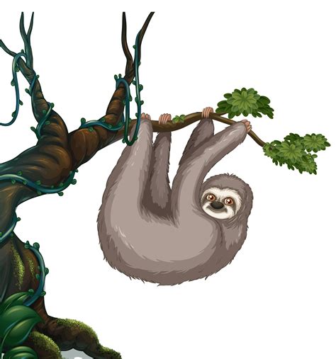 Mammal Clipart Clipart Clipart Sloth Hanging On Tree Branch | Images and Photos finder