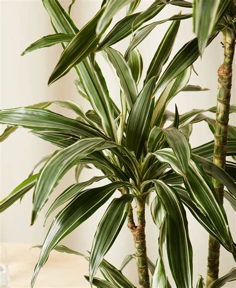 Buy Potted Dracaena Warneckii Indoor Plant | Bloomscape