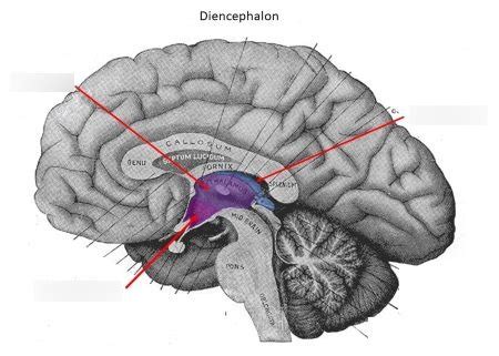 9 - Thalamus and epithalamus Diagram | Quizlet