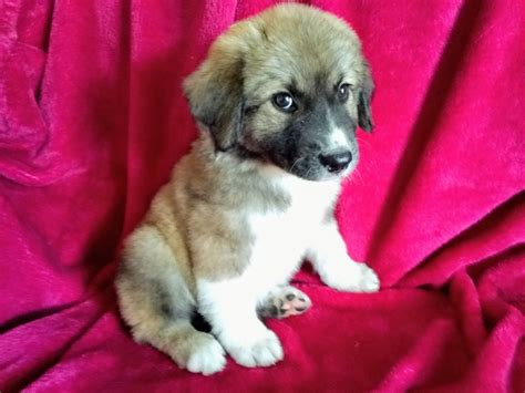 Anatolian Shepherd Puppies For Sale | Tucson, AZ #306113