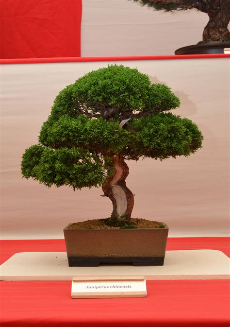 Free photo: Chinese juniper bonsai - Aesthetics, Pot, Live - Free Download - Jooinn