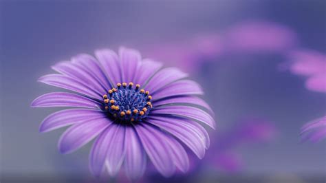 Flower Background Hd 1080p | Best Flower Site