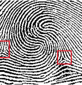 Plain Whorl Fingerprint