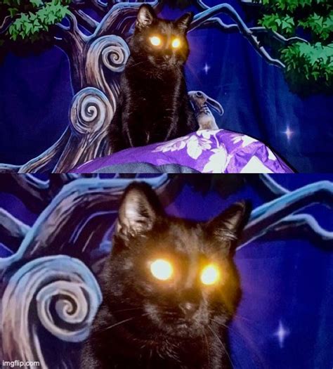 Laser Eyes Cat - Imgflip