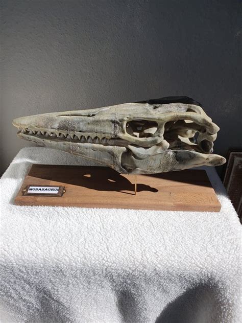 impressive 3D replica of Mosasaurus skull, beautiful - Catawiki