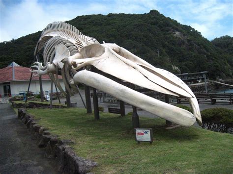 massive skeleton at a whale museum in Japan [oc] : r/whales