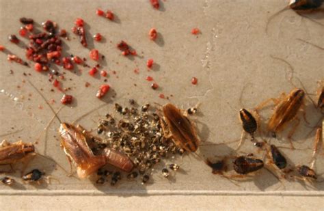 What Does A Roach Nest Look Like? (4 Ways To Avoid Them)