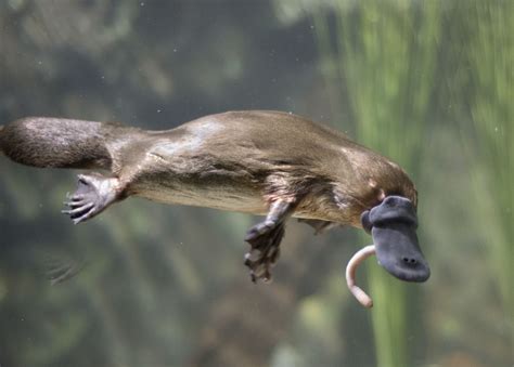 Platypus | Eggs, Habitat, Venom, & Facts | Britannica