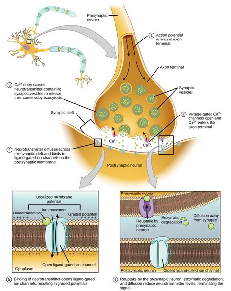 Neuromuscular Junction | Anatomy and physiology, Teaching biology, Biology