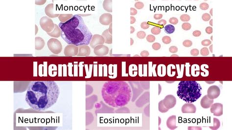 Neutrophils Histology