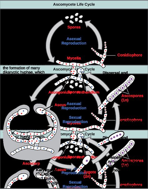 Glomeromycota Life Cycle