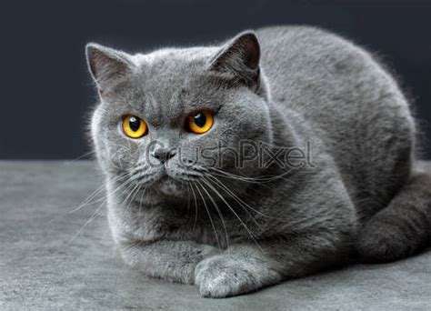 Grey british shorthair cat - stock photo 696524 | Crushpixel