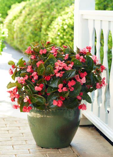 Best Shade Plants for Pots & Shade Container Ideas | Garden Design