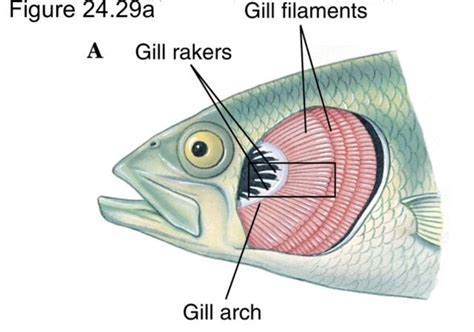 Gills!🐟 | Fishkeepers Amino Amino