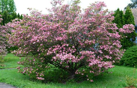 Pink Flowering Shrub - PlantMaster Blog