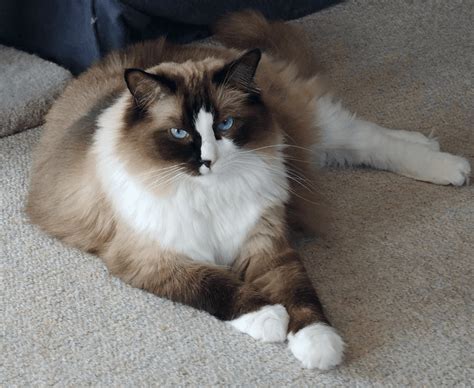 Ragdoll vs American Bobtail - Breed Comparison | MyCatBreeds