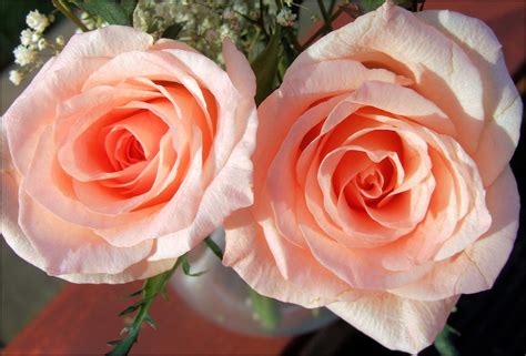 2 peach roses Free Photo Download | FreeImages