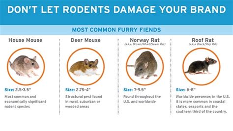 Common Types of Rodents | Ecolab