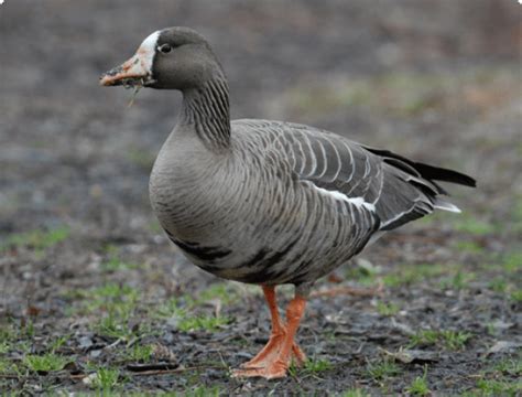 Goose breeds with photos and names – Healthy Food Near Me