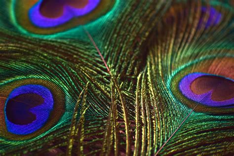 Images Of Peacock Feather - Peacock Feathers 8 Free Stock Photo | Bodegawasues