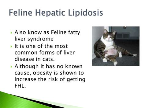 PPT - Feline Hepatic Lipidosis PowerPoint Presentation, free download ...