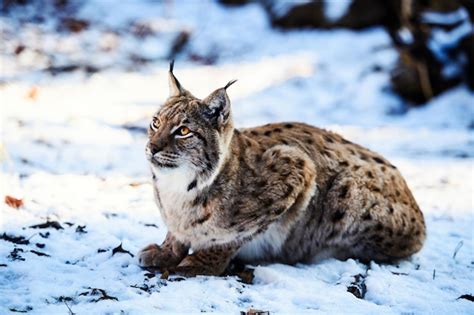 Premium Photo | Lynx on the snow