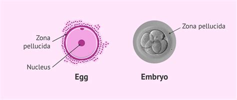 What is the Zona pellucida?