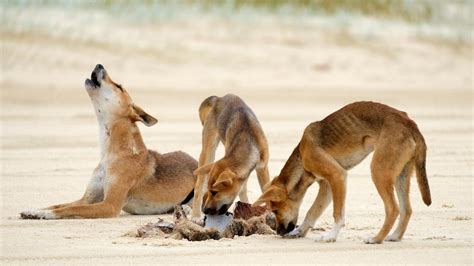 Dingo warning as pups learn to hunt on Fraser Island | The Courier Mail