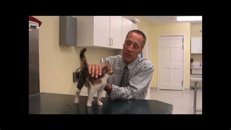 Fly Larvae Removal from a Kitten - YouTube