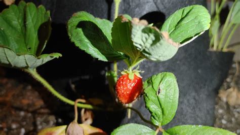 How to grow strawberries with grow bags? | 247Garden