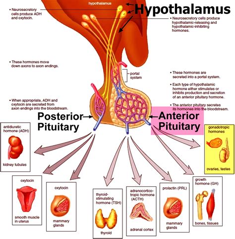 Anterior Pituitary Hormones Anterior Pituitary Endocrine System – NBKomputer