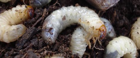 What Do Grubs Look Like? | Grub Identification Guide