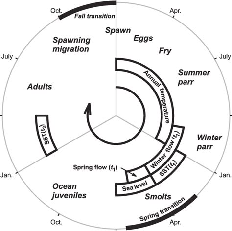 Coho salmon (Oncorhynchus kisutch) life cycle. Approximate timing of... | Download Scientific ...