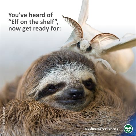 Best Sloth Memes - The Sloth Conservation Foundation