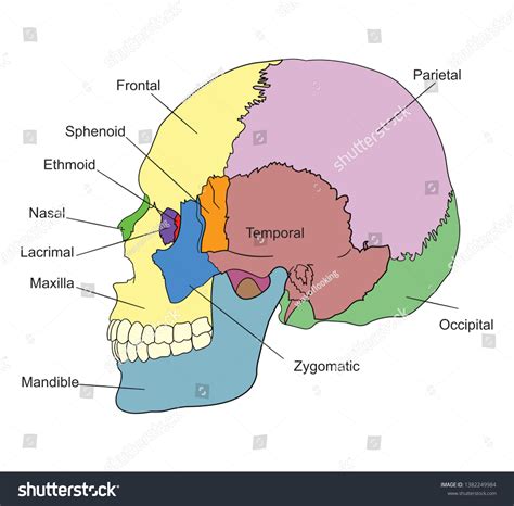 Bones Human Skull Names Lateral View Stock Vector (Royalty Free) 1382249984 | Shutterstock