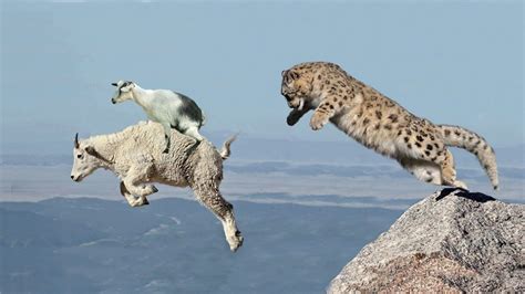 Mother Mountain Goat Protects Baby from Snow Leopard Hunting