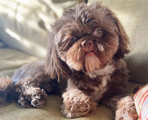 Chocolate / Brown Shih Tzu – What You Should Know - Shih Tzu World