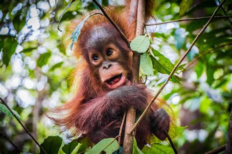 Discovery Of An Unknown Orangutan Population - IMP WORLD