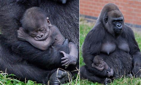 Rare baby gorilla born at Twycross Zoo | Baby animals, Baby gorillas, Gorilla