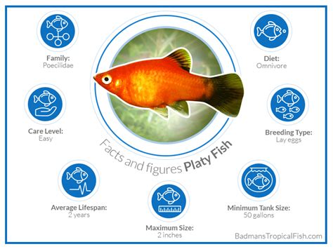 Platy Fish (Xiphophorus Maculatus): Care, Maintenance, and Breeding