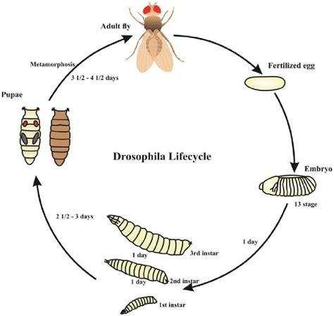 Life Cycle Of Fruit Fly (Drosophila Sequence Of Stages Of , 49% OFF