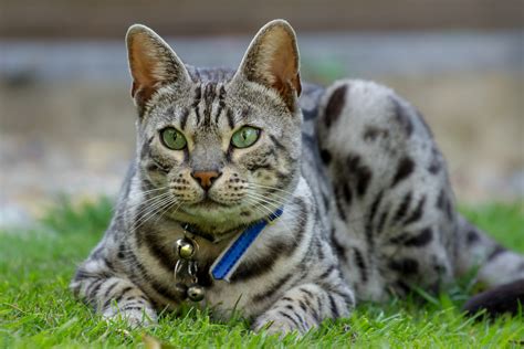 Silver Tabby Cat - Photorasa Free HD Photos