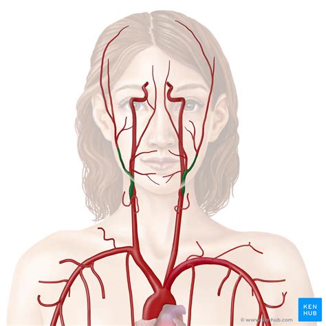 Internal Carotid Artery Supplies