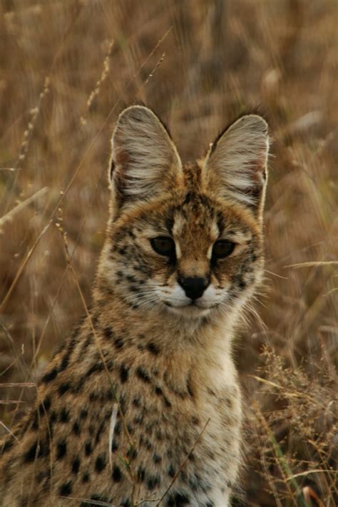 Serval Cat | Enter your blog name here