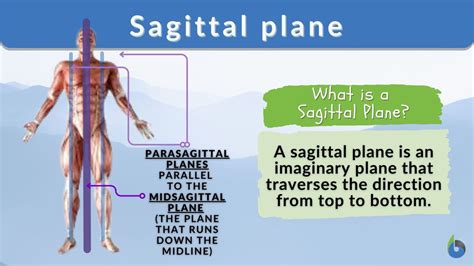 Sagittal plane - Definition and Examples - Biology Online Dictionary