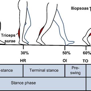 Divisions of gait cycle with typical muscle activity patterns [50, 51].... | Download Scientific ...