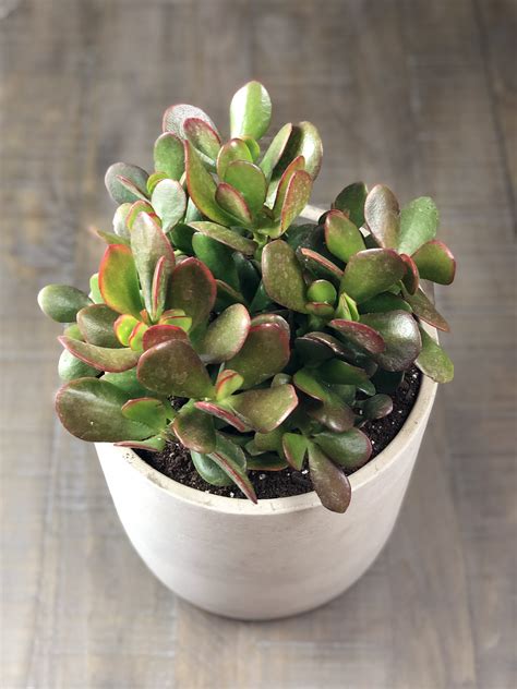 How to Care for a Jade Plant - Natalie Linda